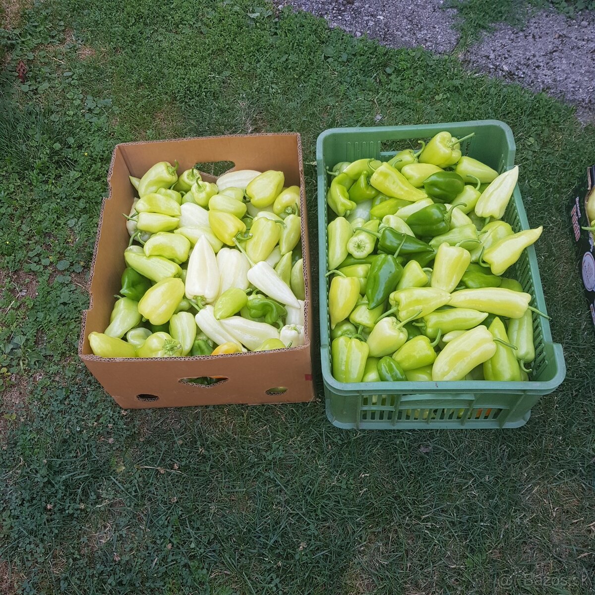 Predaj papriky - 2