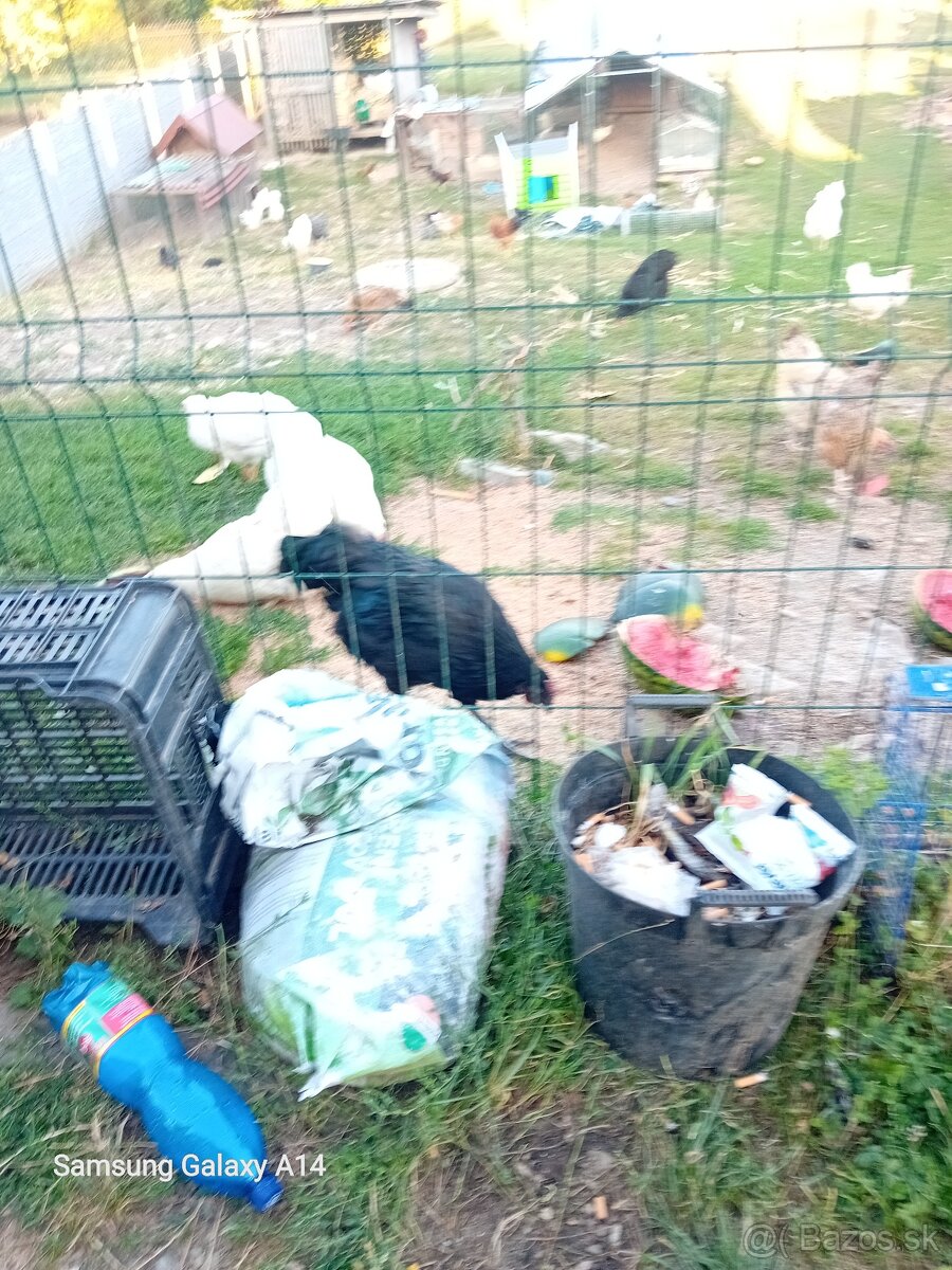 Kohùti na predaj - 2