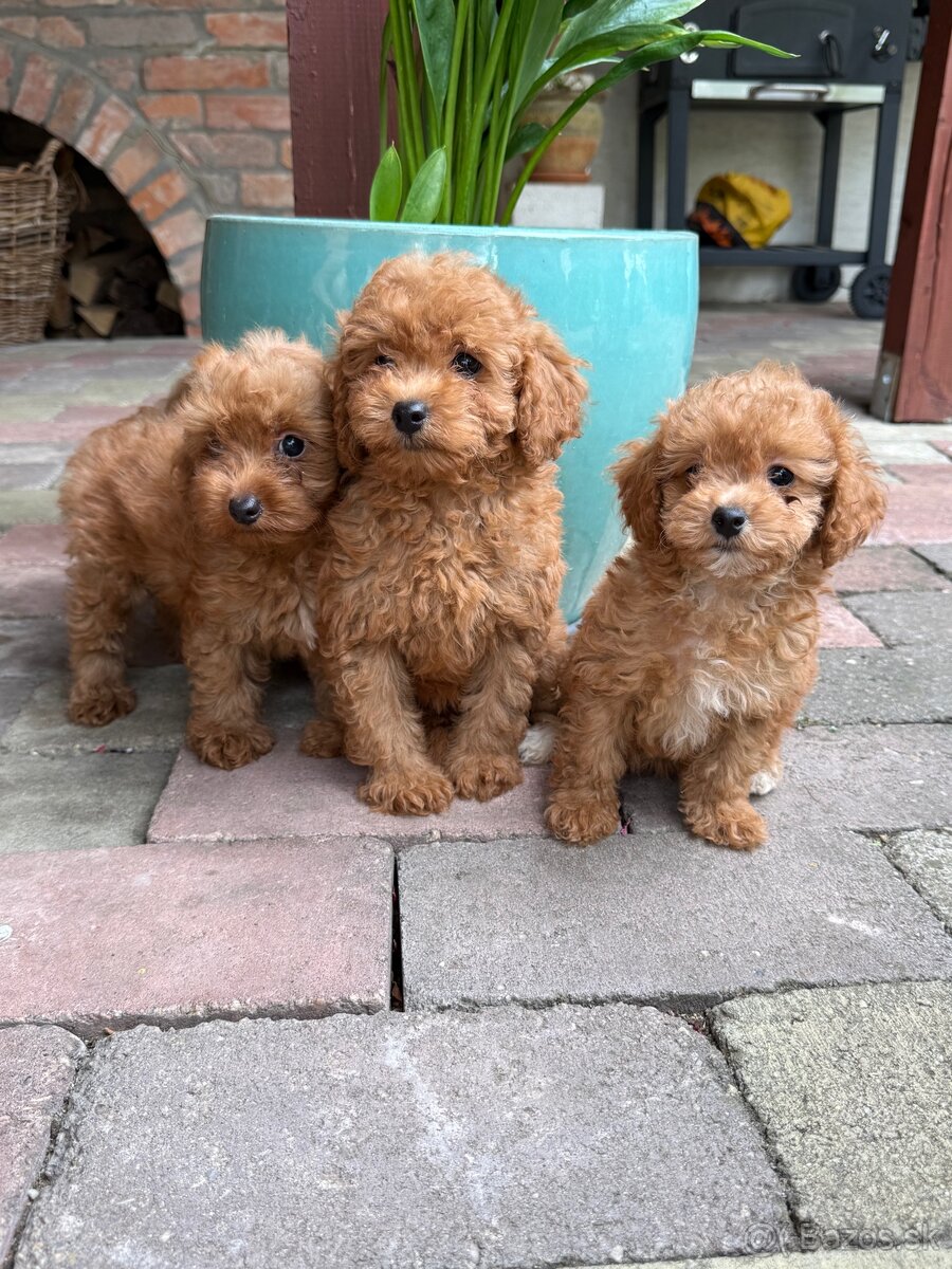 Maltipoo, maltezák, púdel - 2