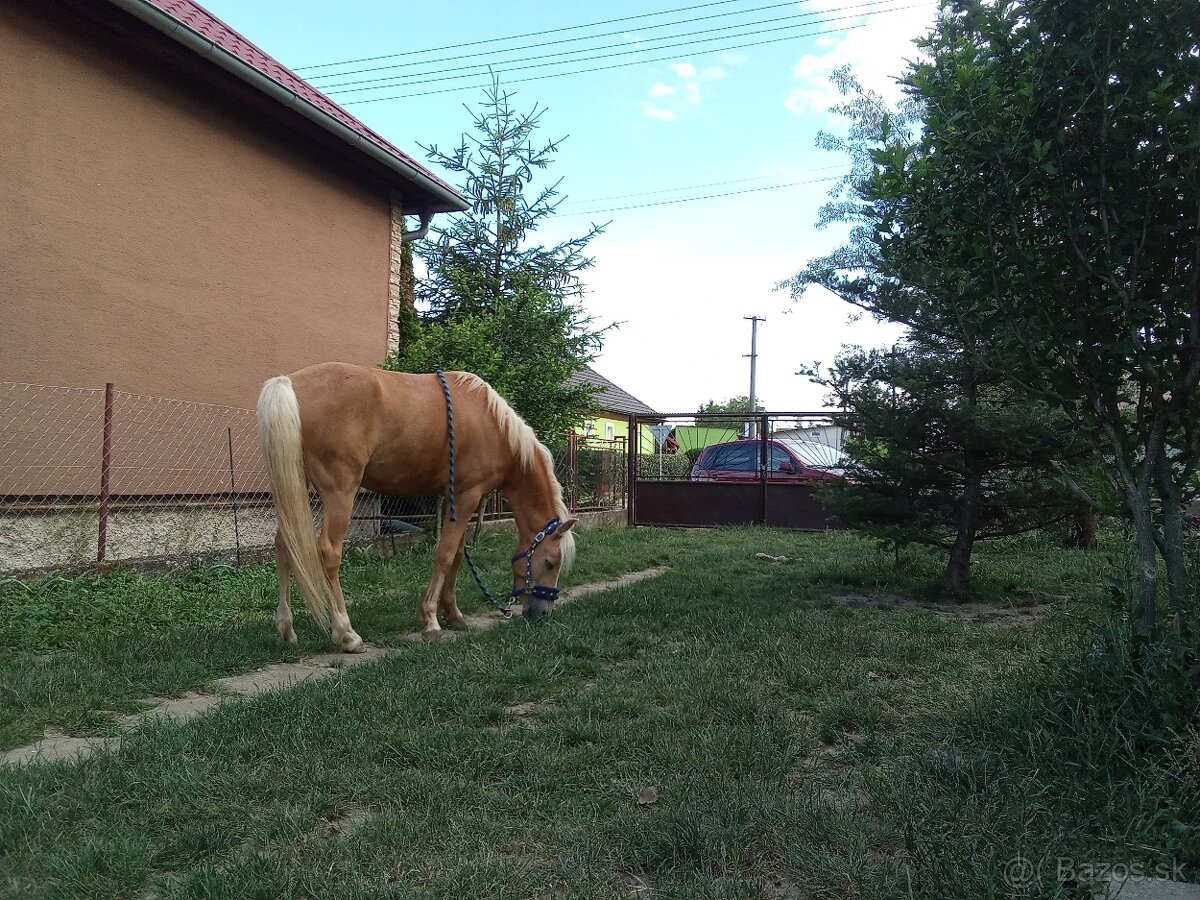 Český športový pony - 2