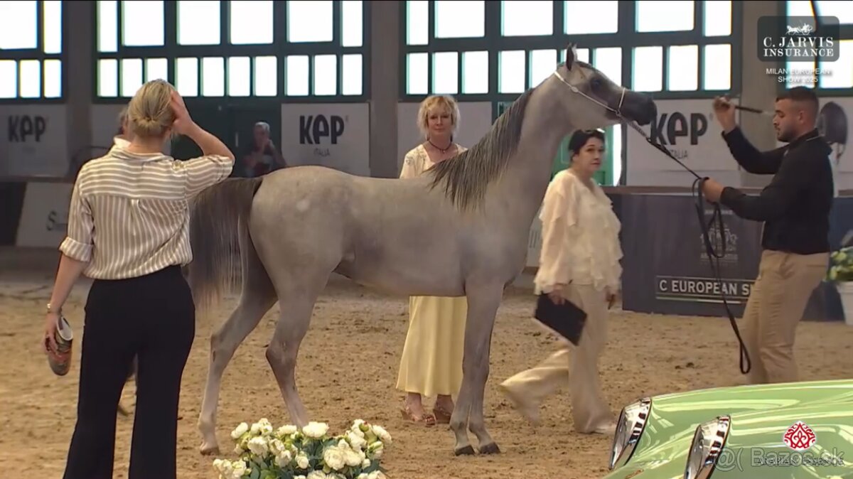 Arabsky plnokrvnik - 2