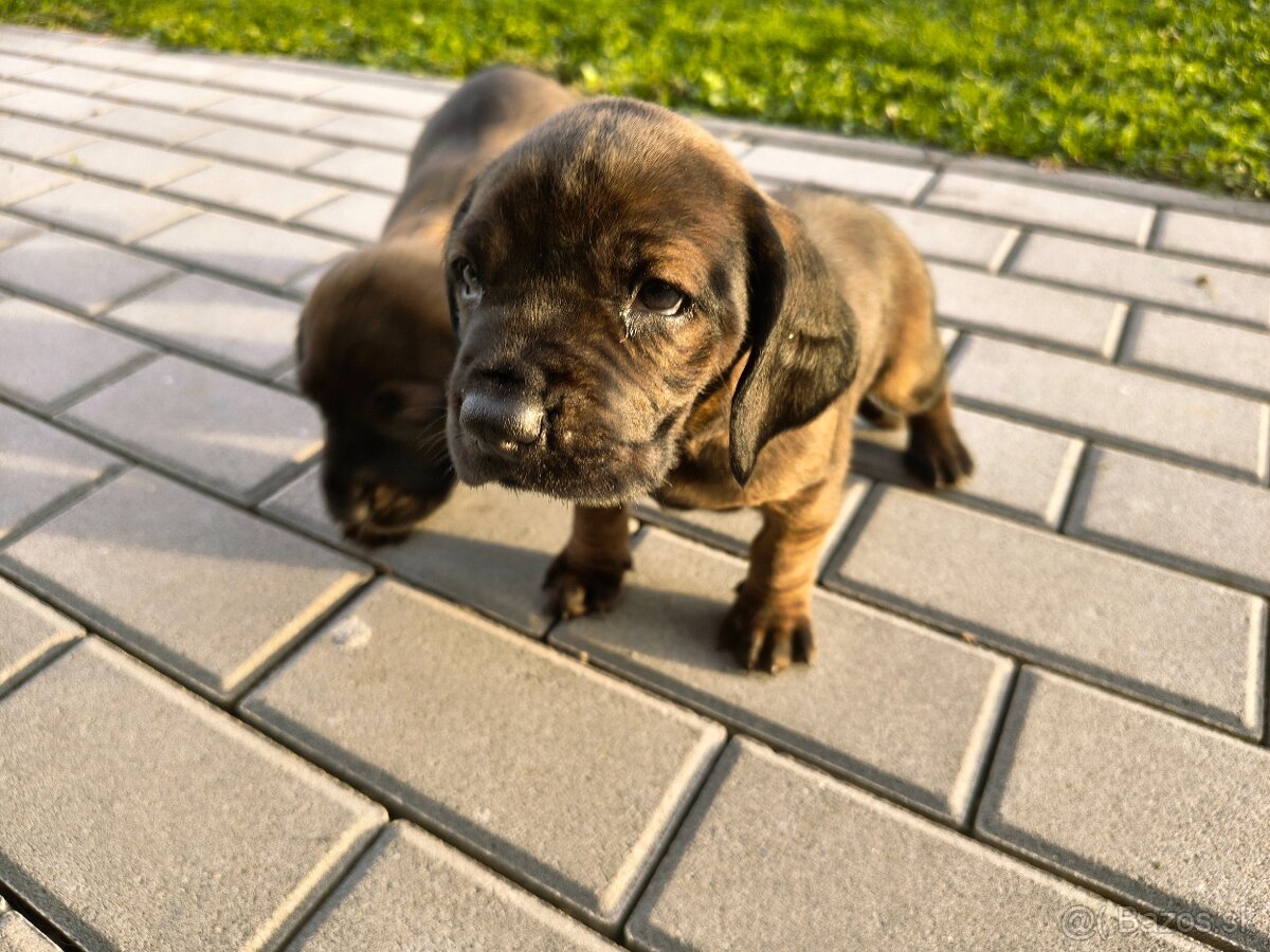 Bavorský fatbiar - 2