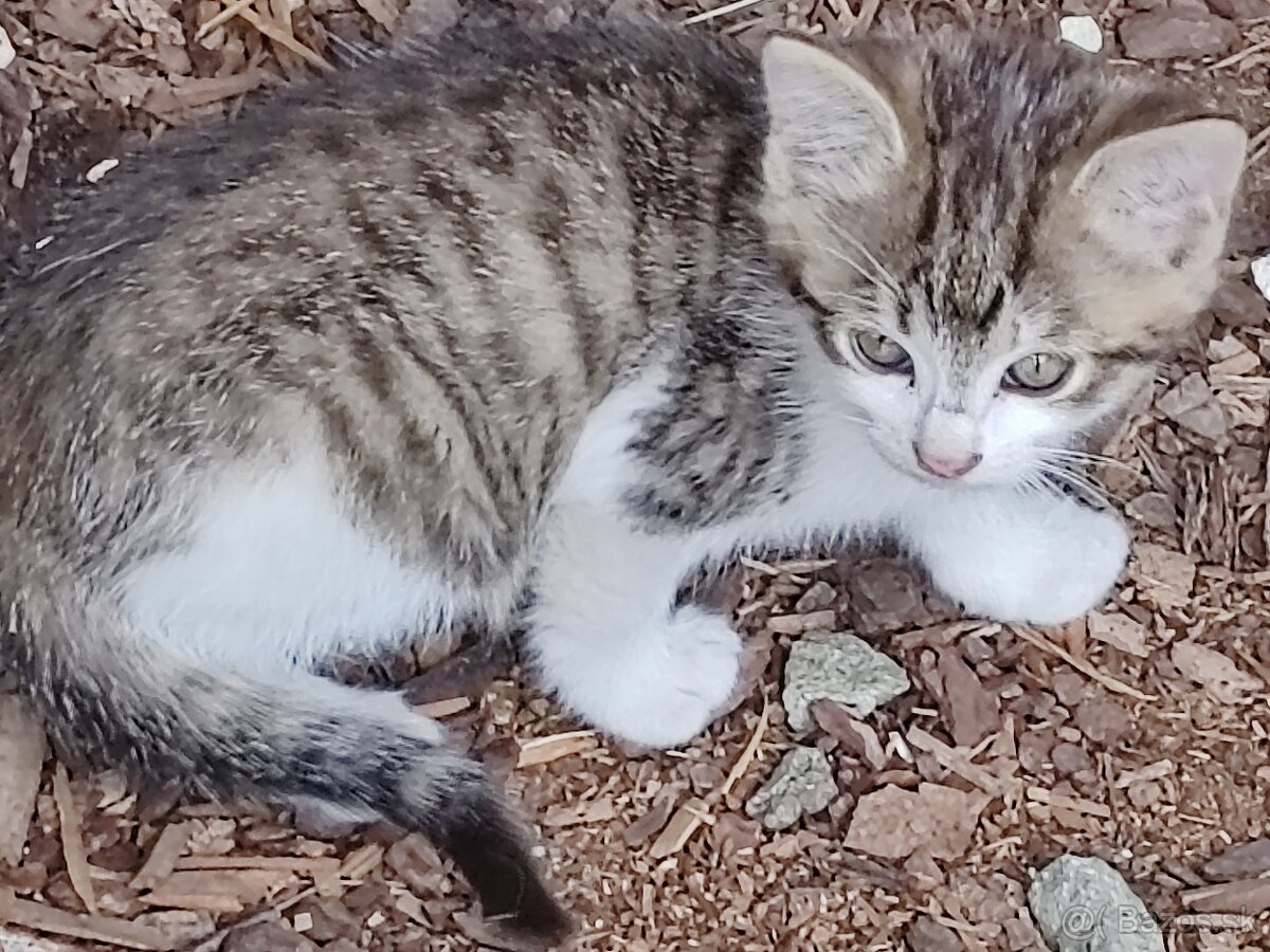 Darujem mačiatka - 2