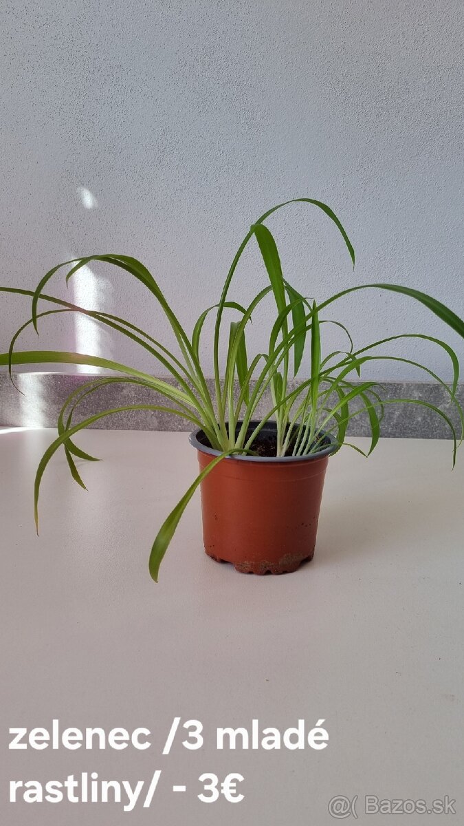 Zelenec chochlatý - 2