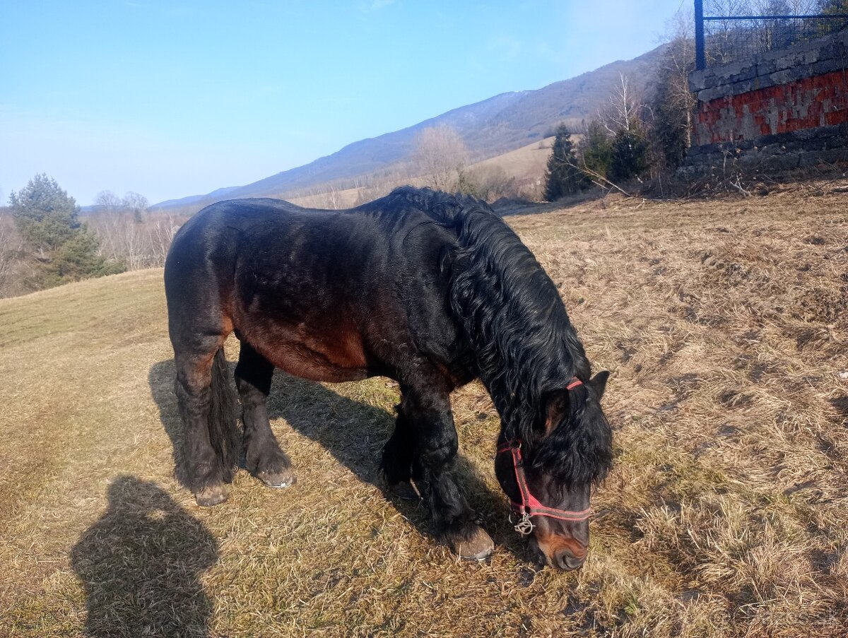 Predám ťažného koňa - 2