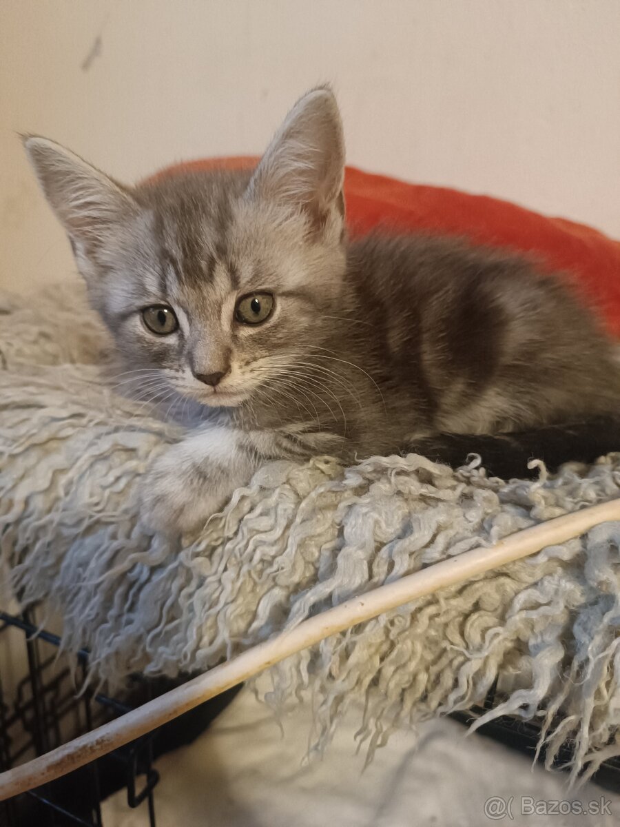 Britske maciatka - 2