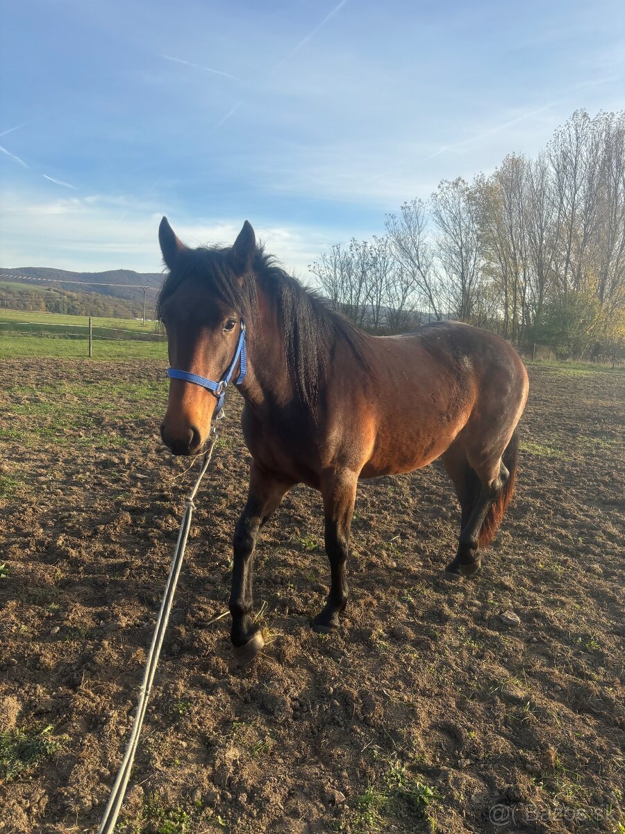 4 ročná kobylka - 2