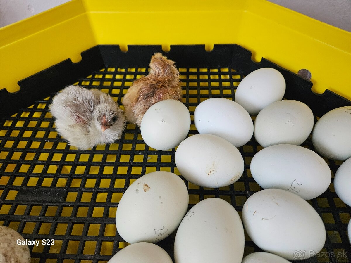 Predám nasadové vajíčka araucana - 2