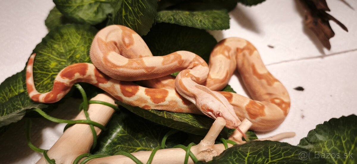 Velhad kralovsky sunglow - 2