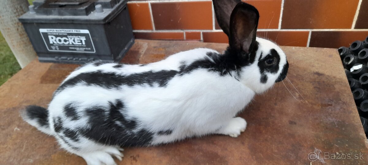 Nemecký obrovitý strakoš- kríženec - 2