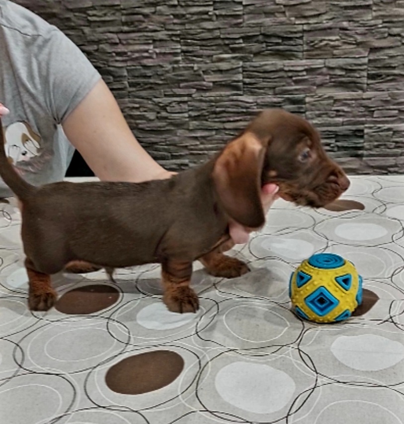 Jazvečík drôtosrstý kraličí, trpasličí - 2