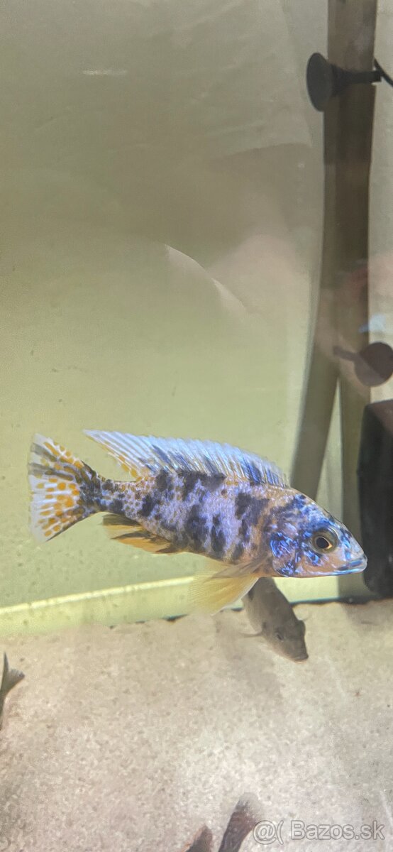 Predam cichlidy Aulonocara calico - 2