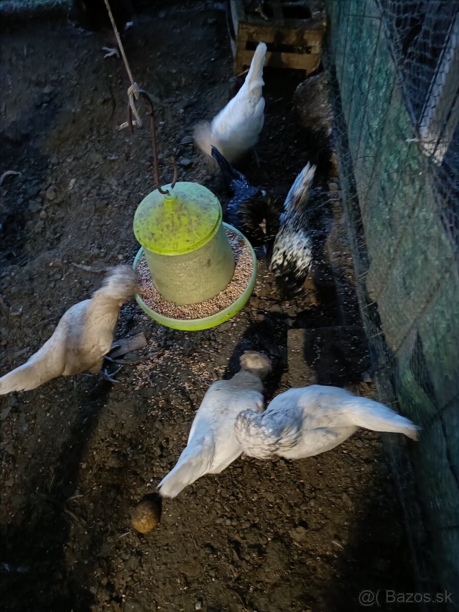 Nasadové vajíčka - 2