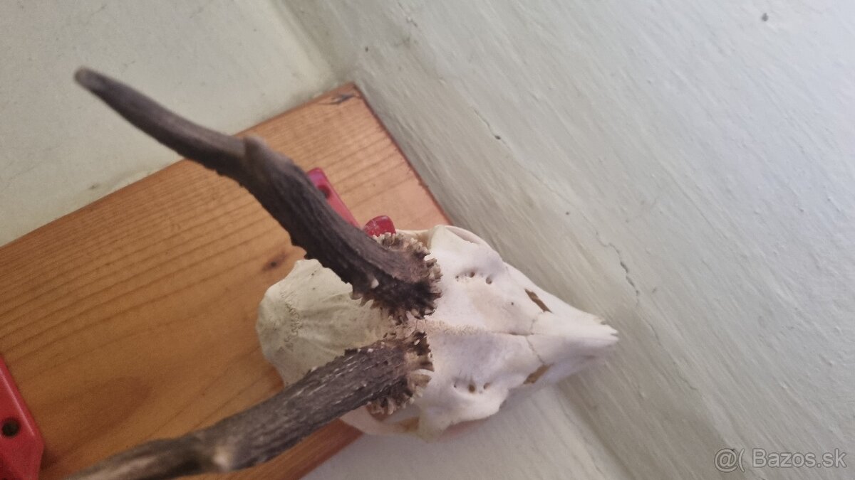 Predám rohy a parožie - 2