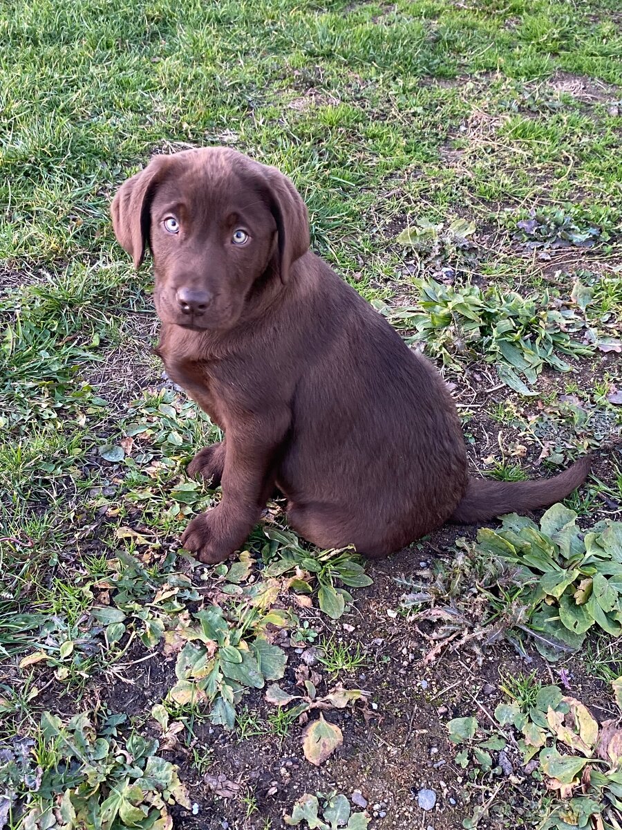 Labrador šteniatka - 2