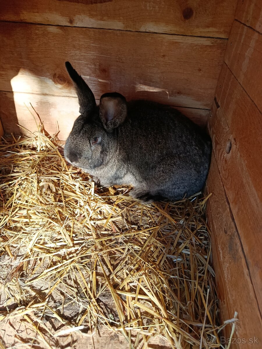 Predám Králiky - 2