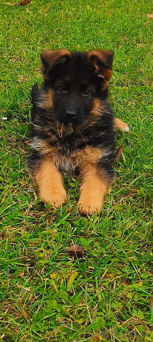 Nemecký ovčiak šteniatka - 2