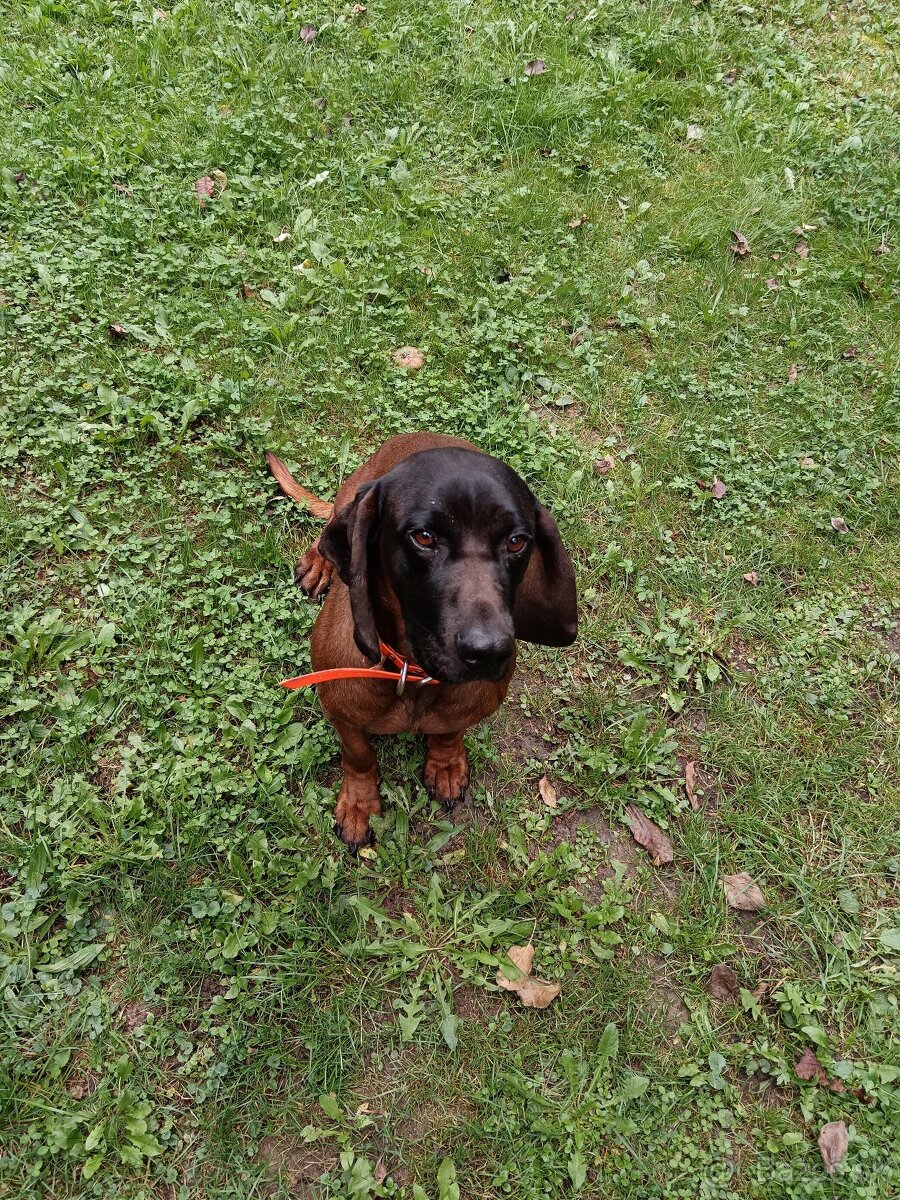 Predám bavorského farbiara s PP - 2