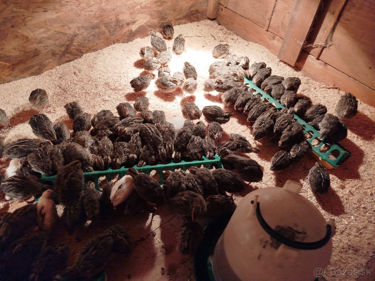 Japonské prepelice - 2