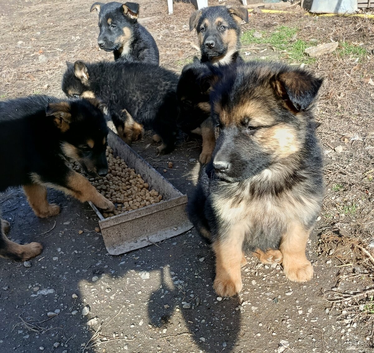 Nemecký ovčiak šteniatka čistokrvný - 2