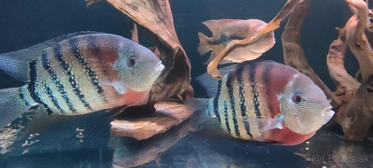 Americké cichlidy - 2