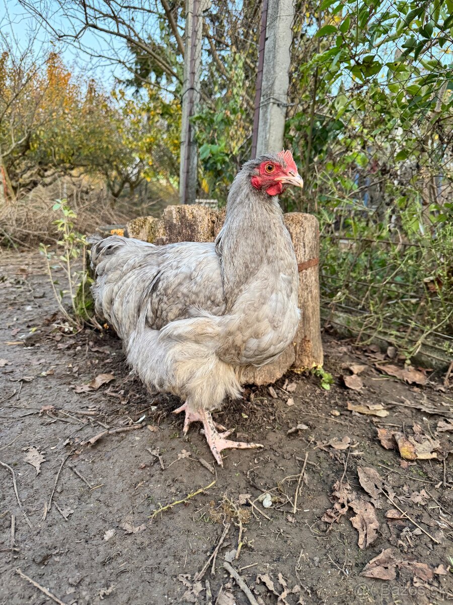 Kohút Orpinghton - 2