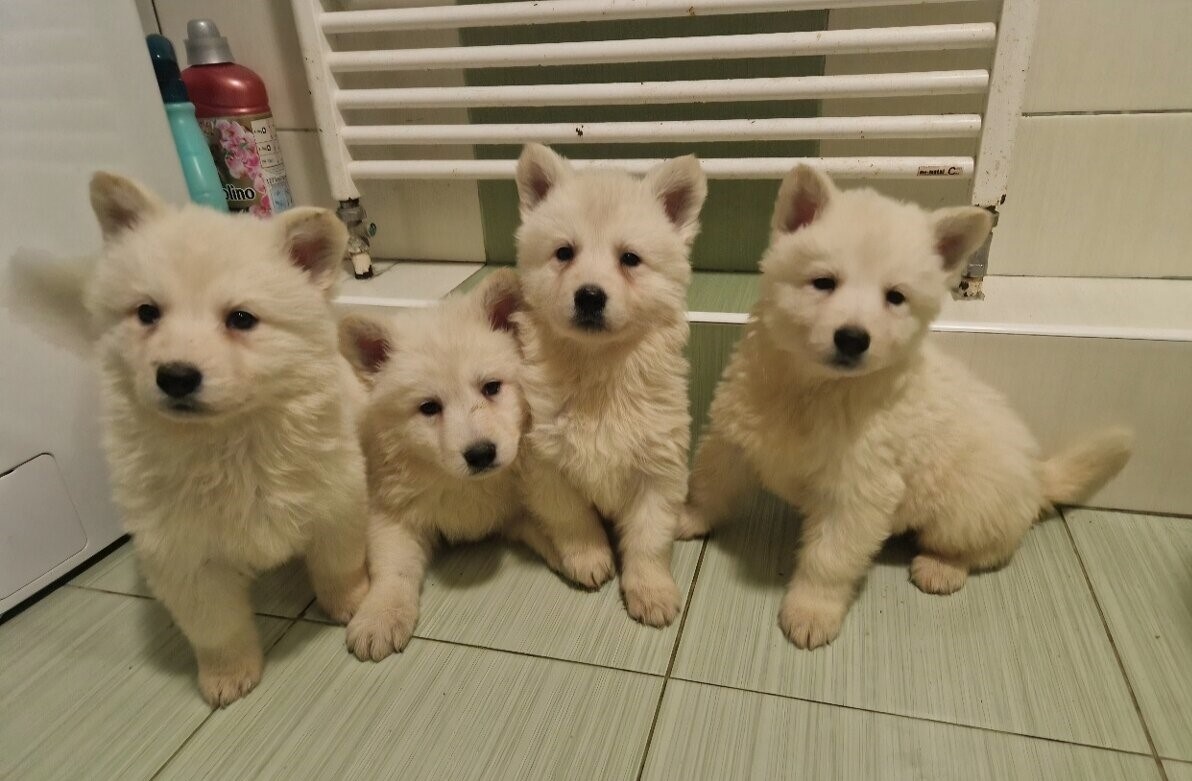 Biely švajčiarský ovčiak s PP - 2