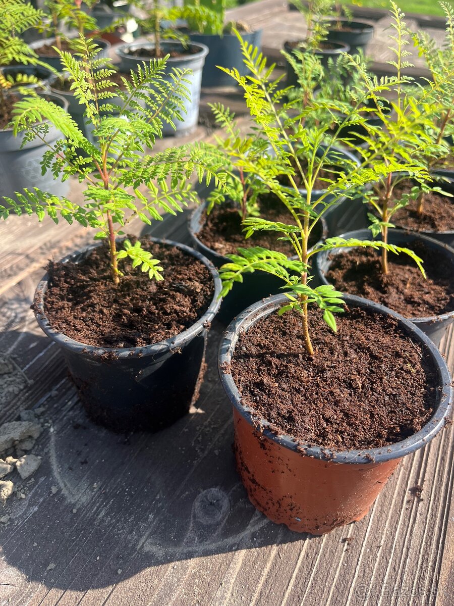 Jacaranda Mimosifolia - 2