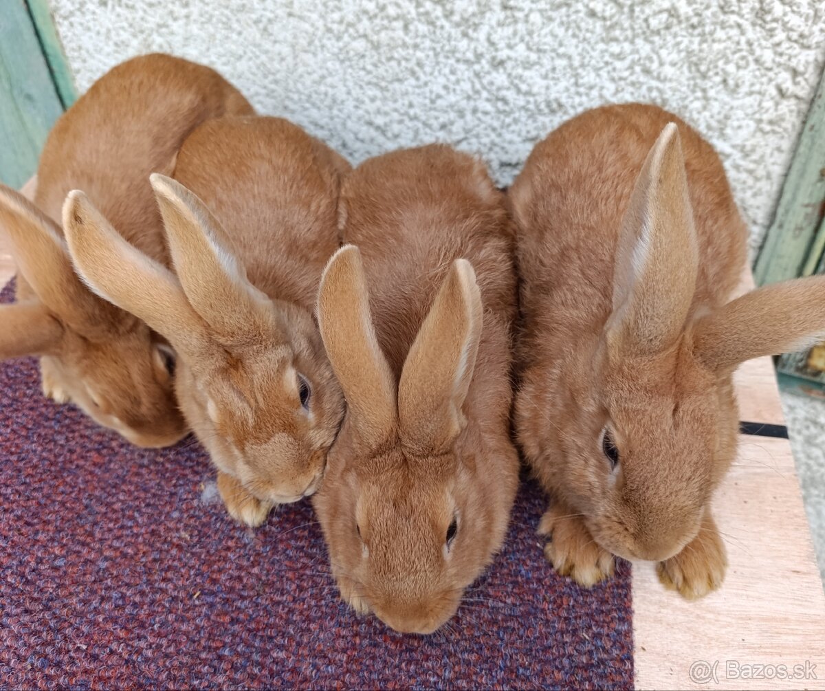 Králiky + MIX - 2