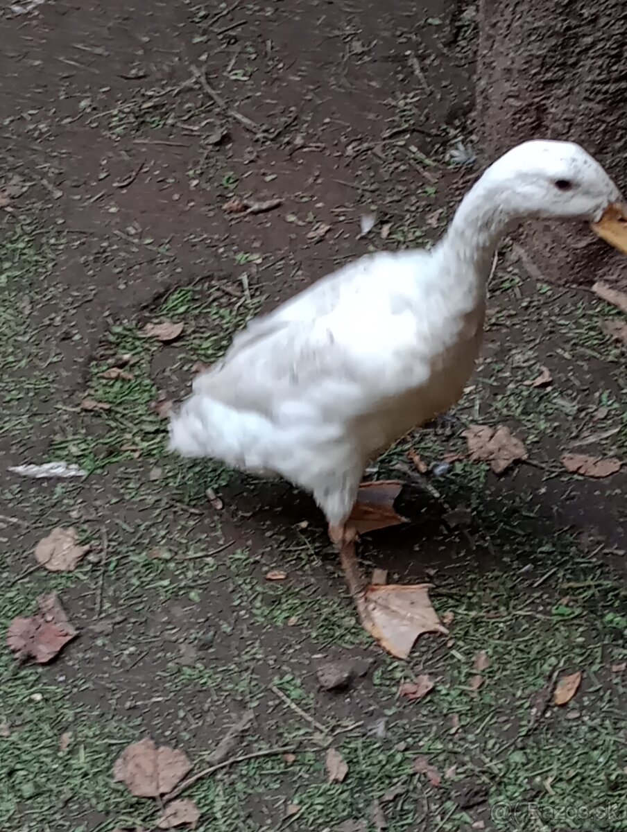 Indický bezec . Samec Káčer - 2