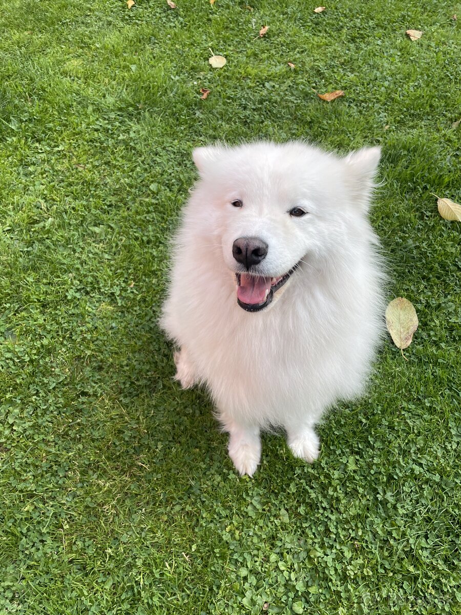 Samojed - 2