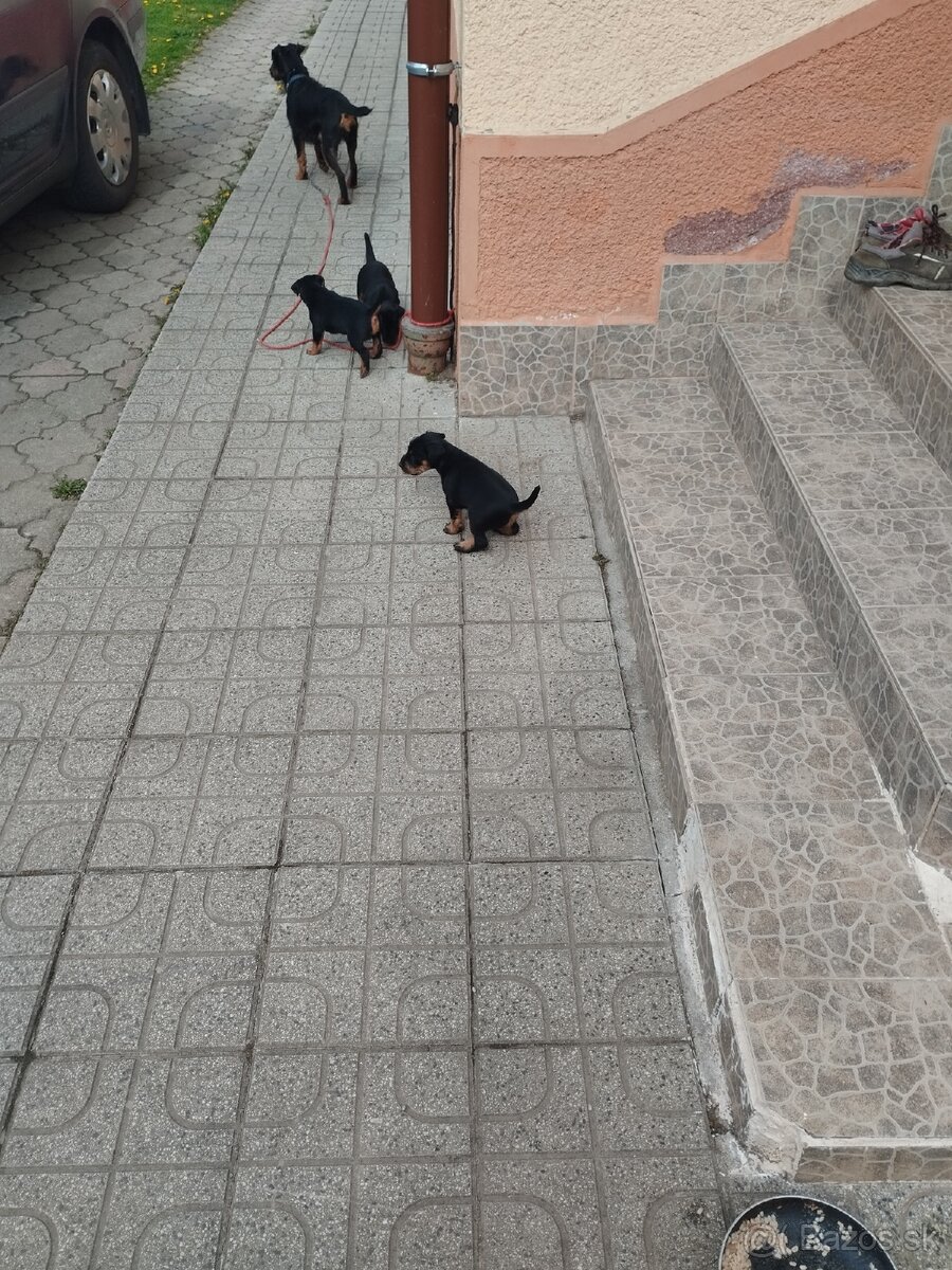 Predám šteniatka - 2