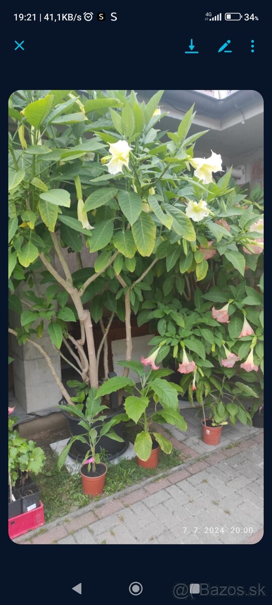 Trúby, figovníky, tráva - 2