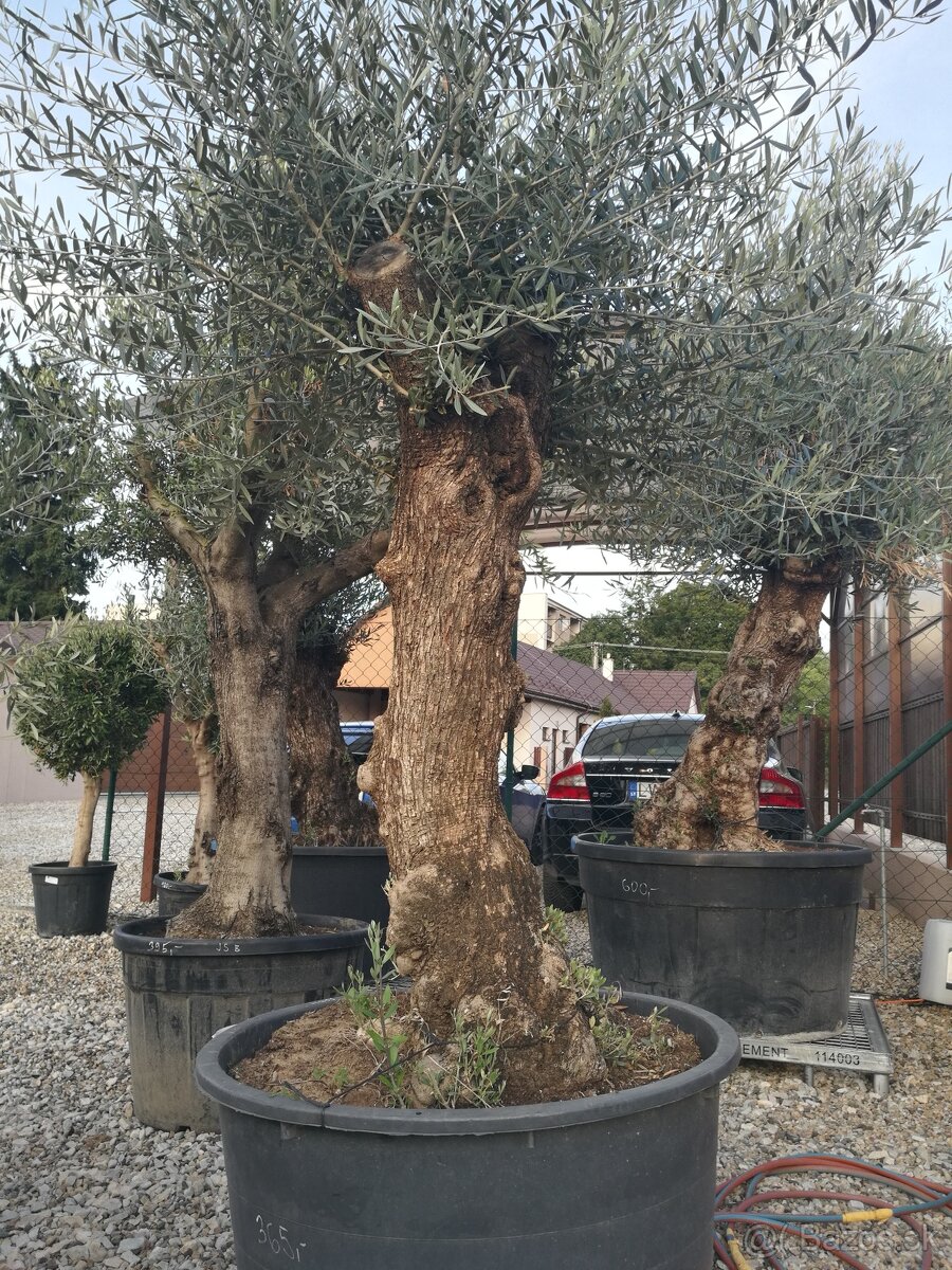 Olivovníky a palmy - 2