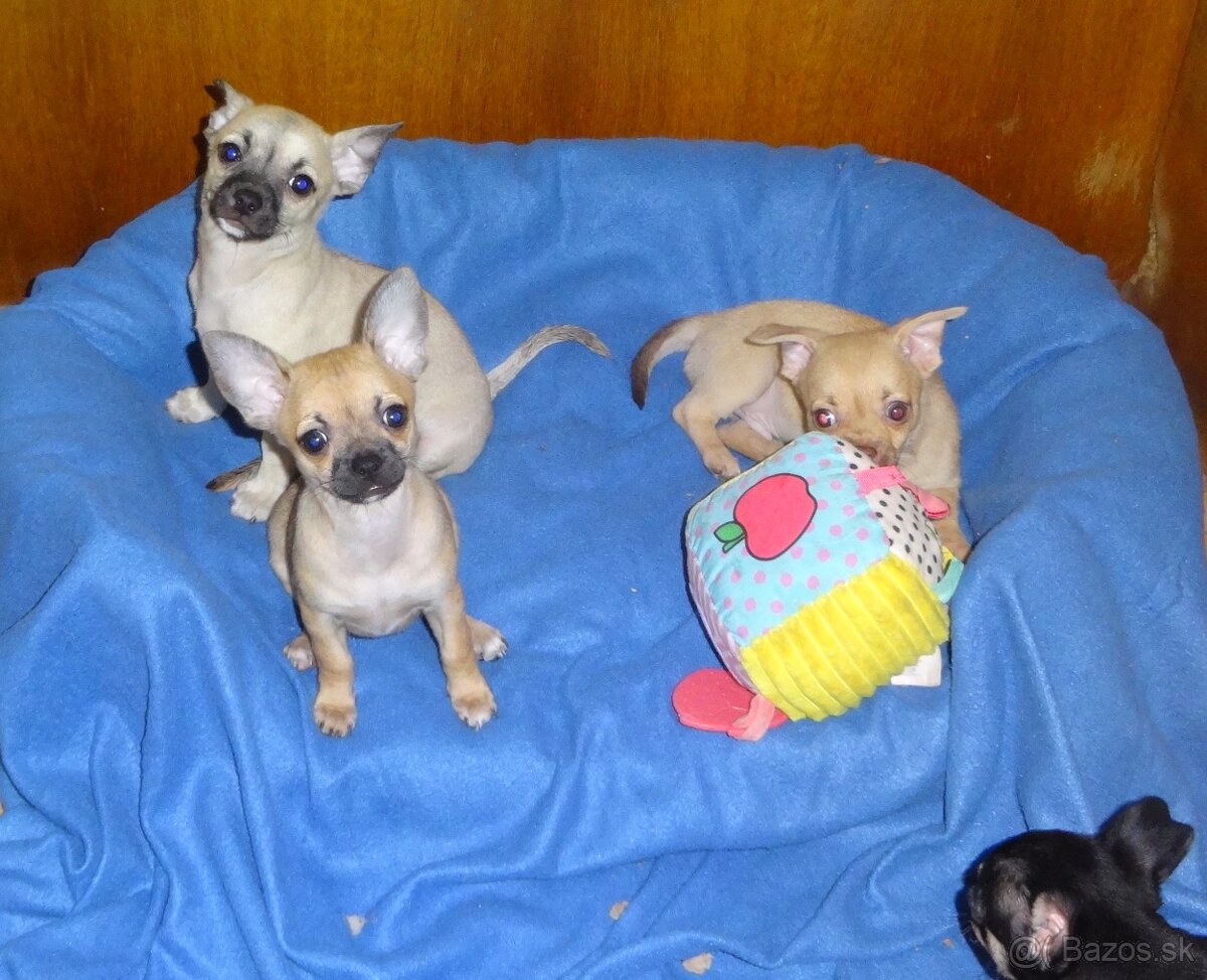 čivava krátkosrstá - 2