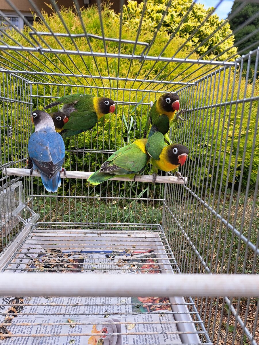 Agapornis personata (škraboškový) - 2