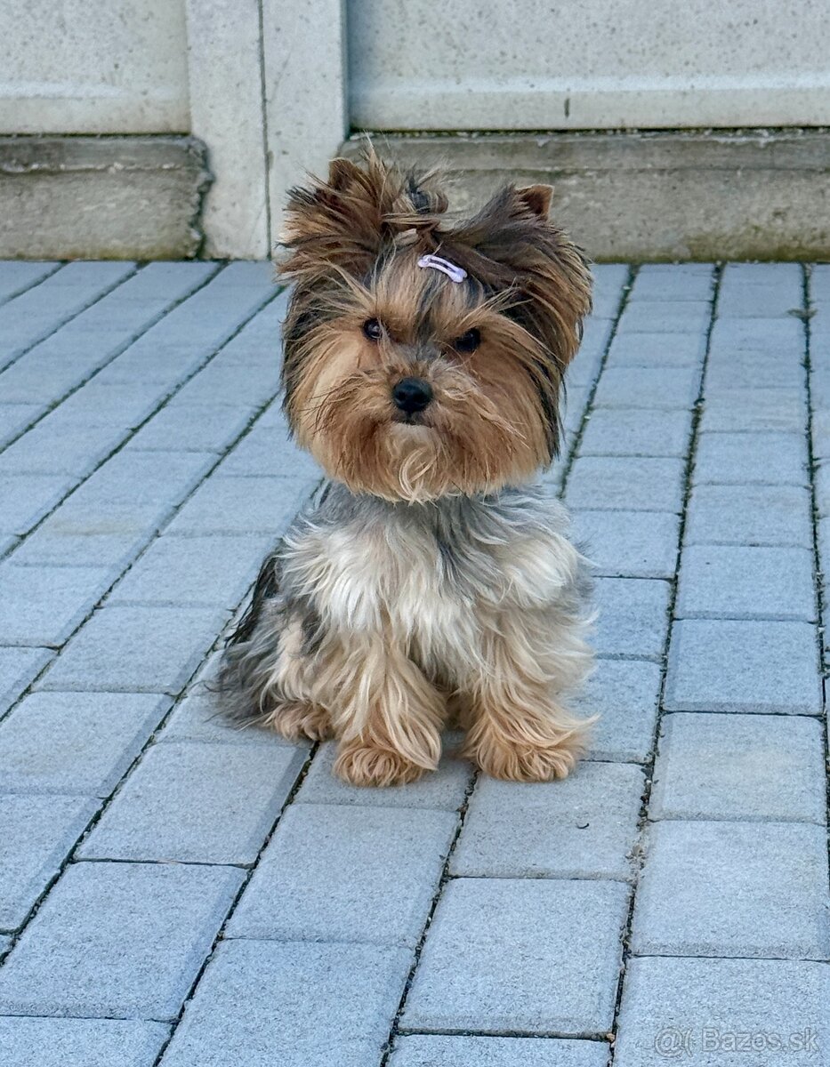 Yorkshire Terrier fenka - 2