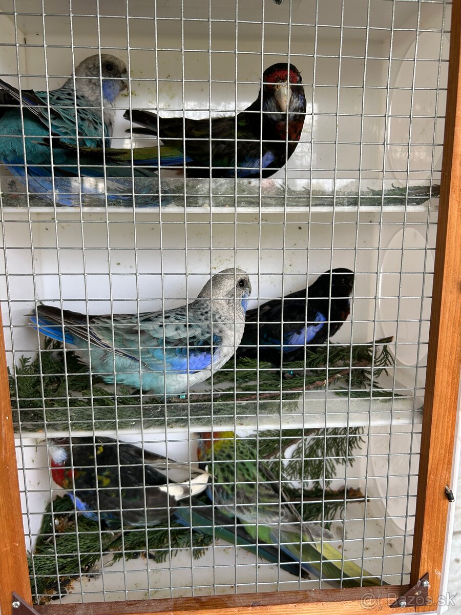 Rozely pestré odchov 25 - 2