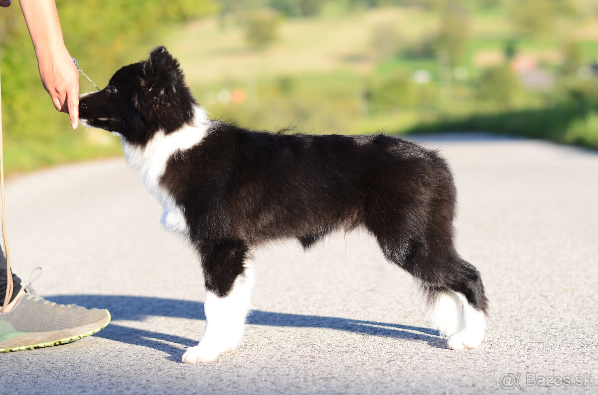 Borderská kólia, Border kólia s PP - 2