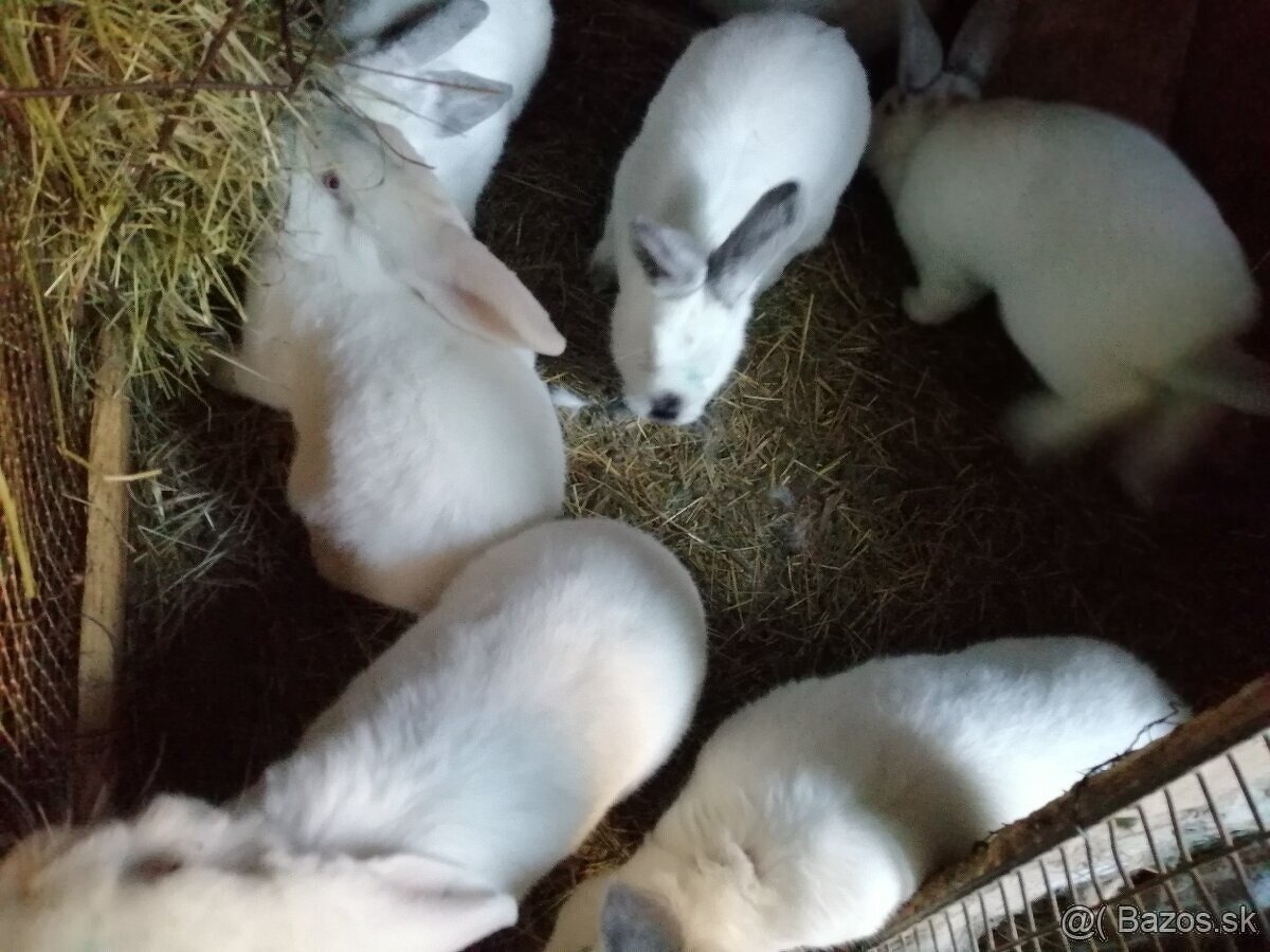 mladé dospelé mäsového typu-nenáročné na chov - 2