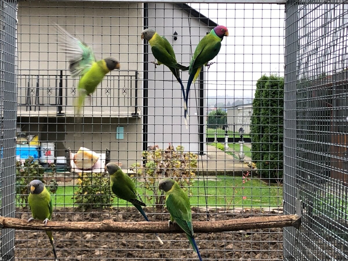 Alexander červenohlavy - 2