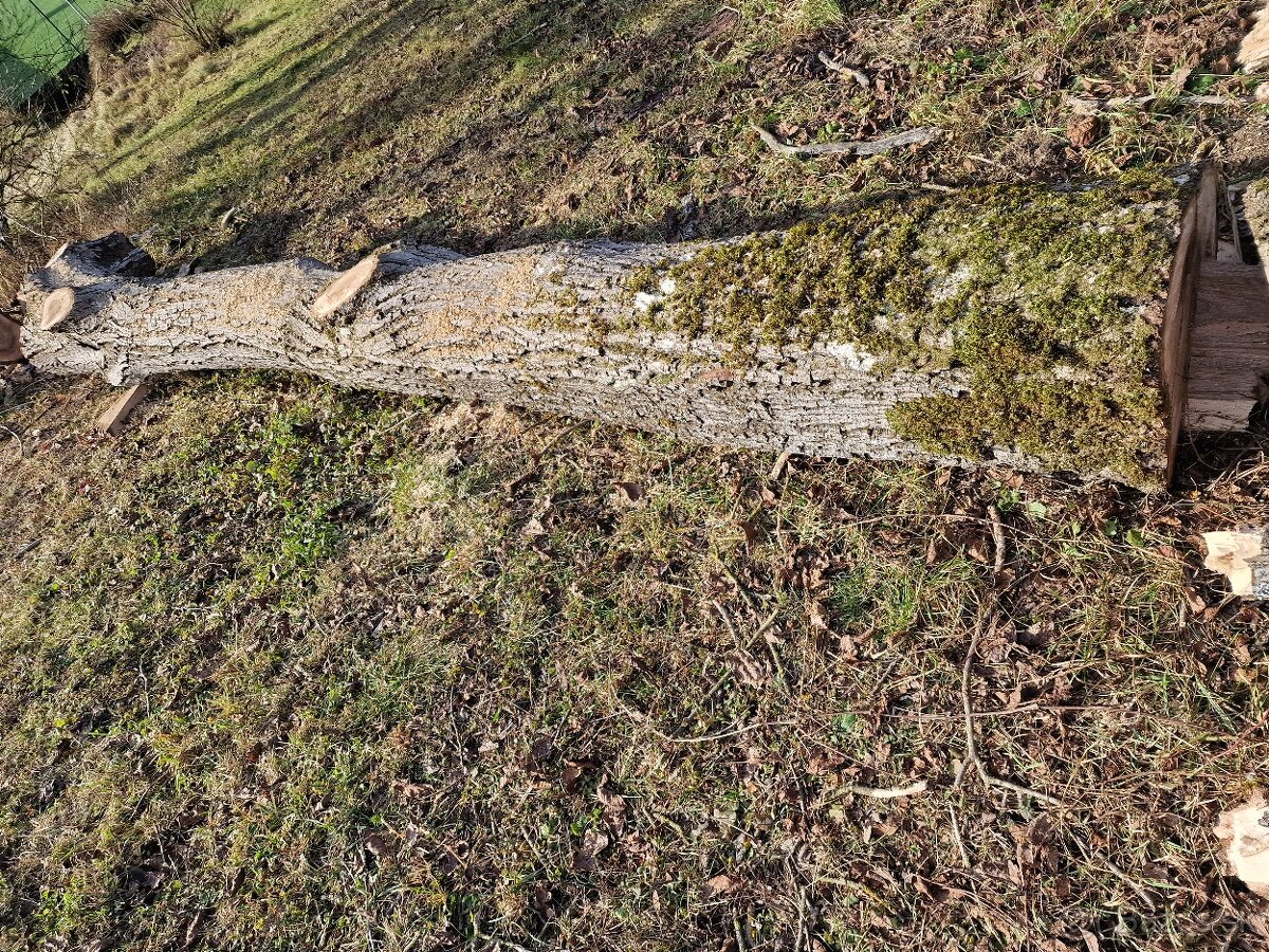 Predam orechové drevo - 2