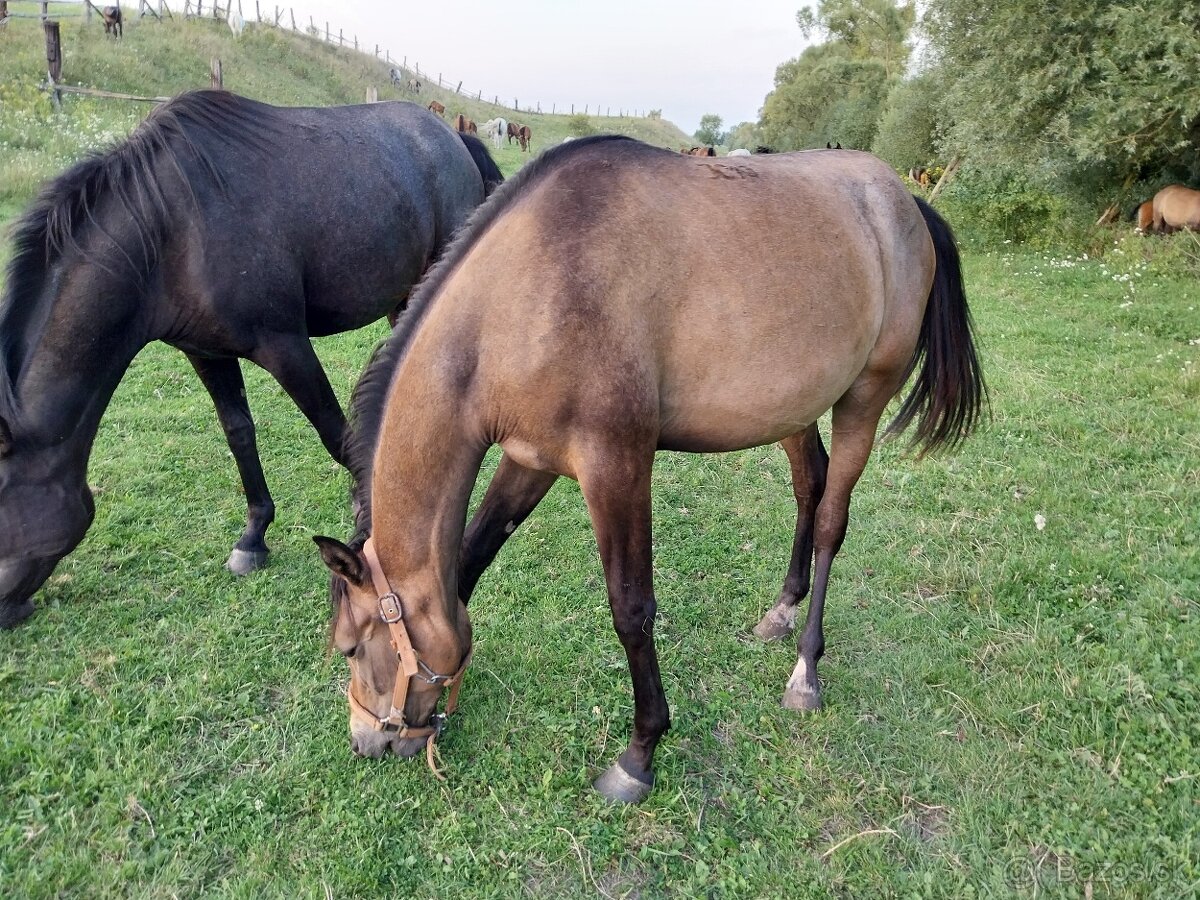 Shagya arab kobylka - 2