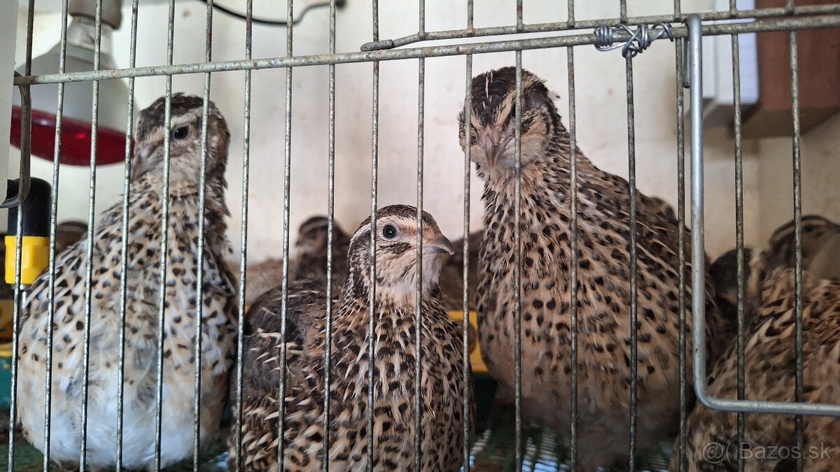 Prepelica japonska - 2