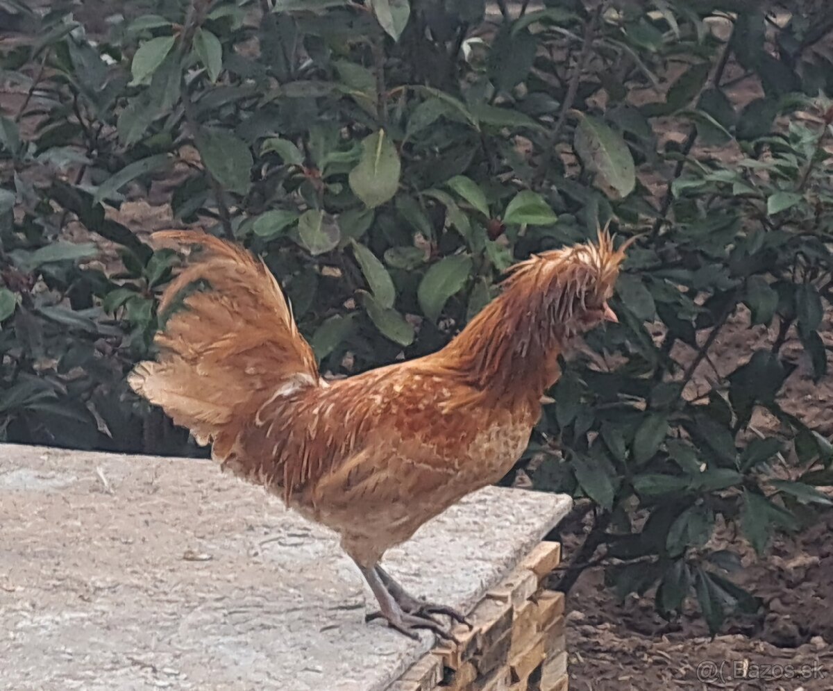 Kohút paduanky zdrobnelej - 2