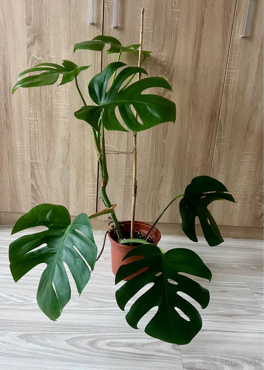 Monstera deliciosa - 2