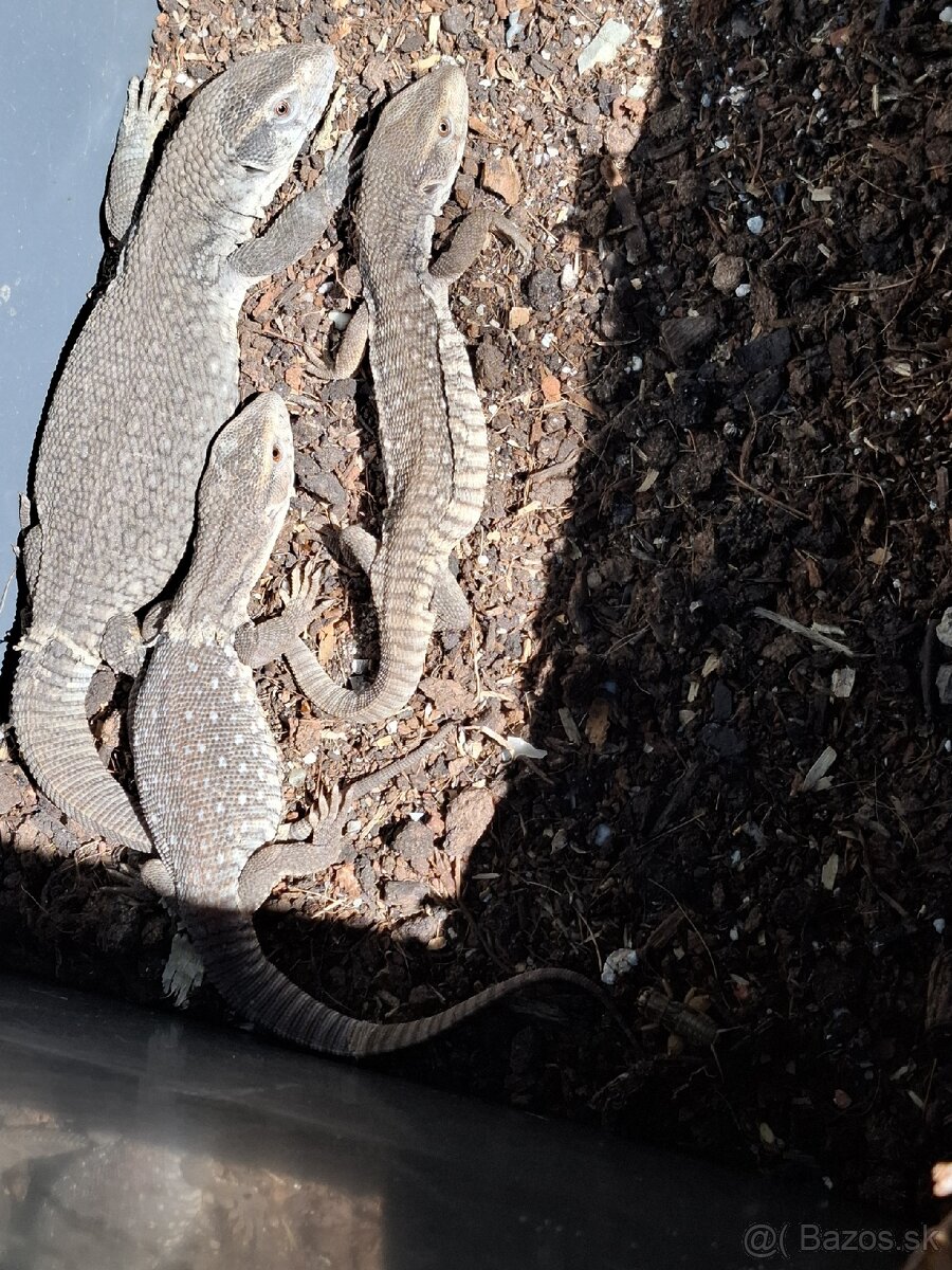 VARAN STEPNY-Varanus Exanthematicus - 2