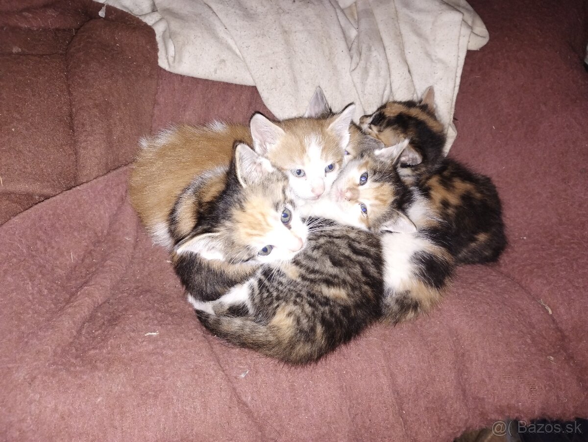 Maciatka mesacne - 2