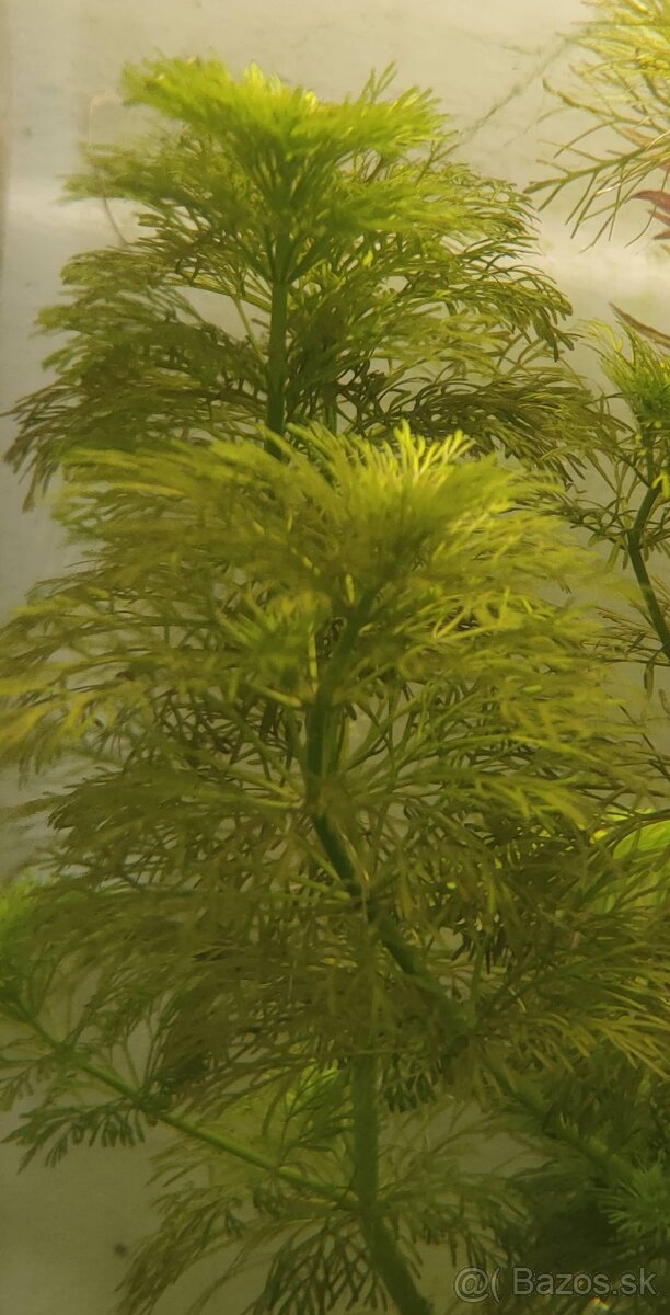 RASTLINY Z AKVARIA 8 - 2