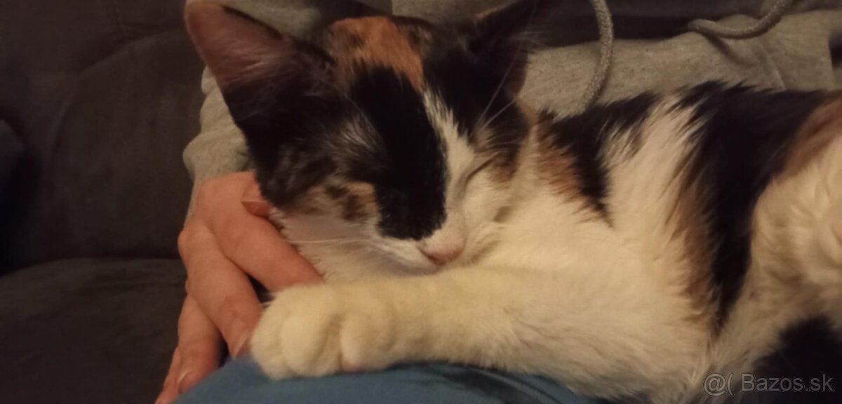 Domáca mačička - 2